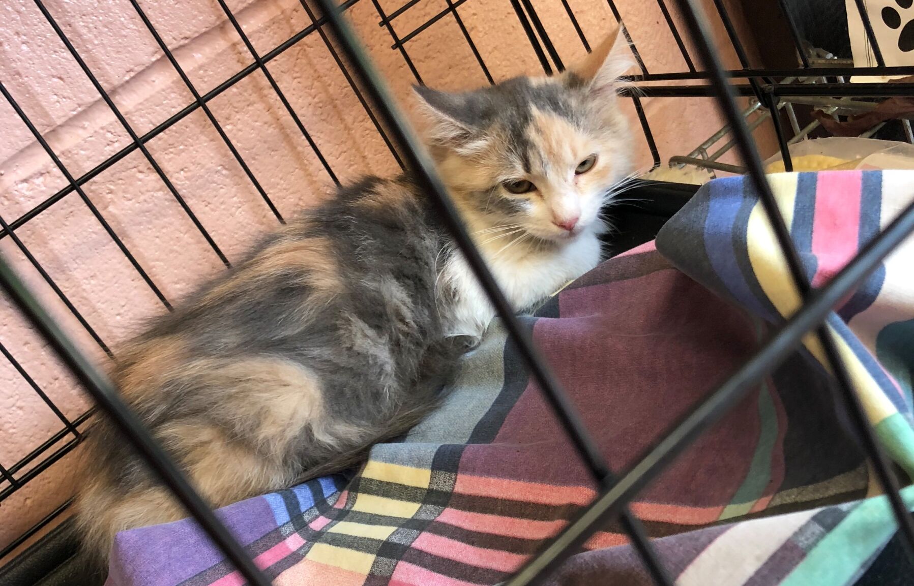 feral cat in cage
